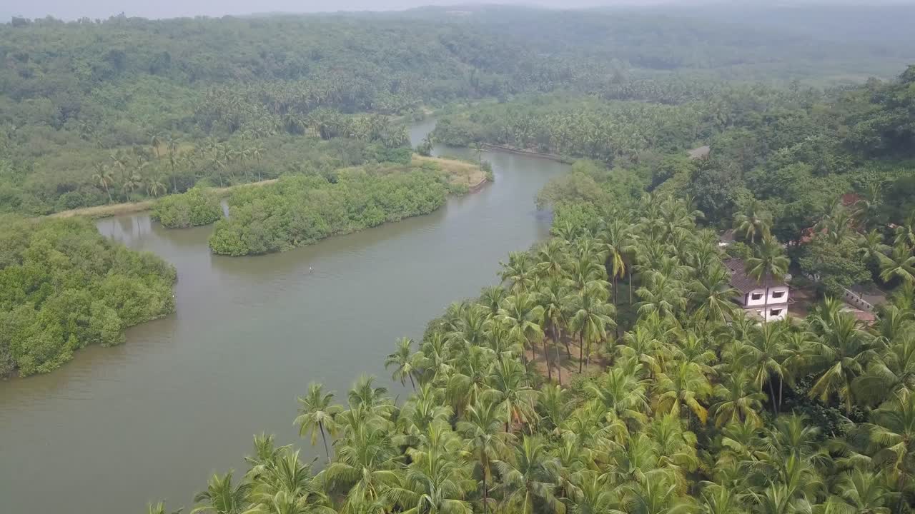 árboles de coco creciendo en las orillas del río talpona en un día soleado en goa, india