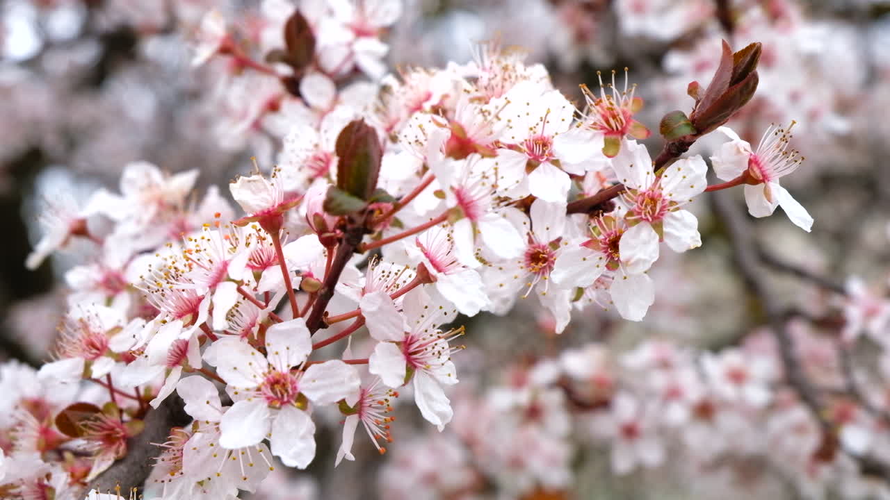 Close up of a tree branch with flowers in full bloom in the park