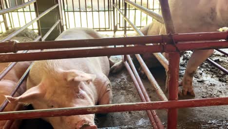 helpless pigs caged in crammed gestation crates - pork industry