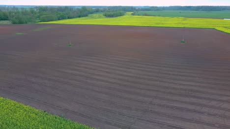 Flug-über-Feld-Mit-Blühenden-Rapsblumen-Und-Linden-In-Der-Mitte