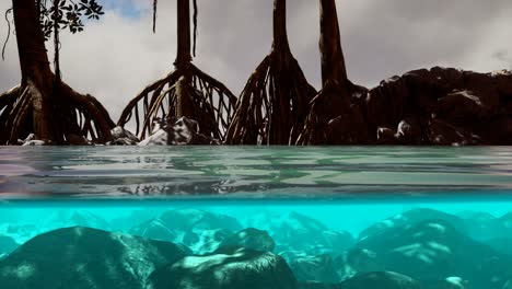 Above-and-below-the-sea-surface-near-mangrove-trees
