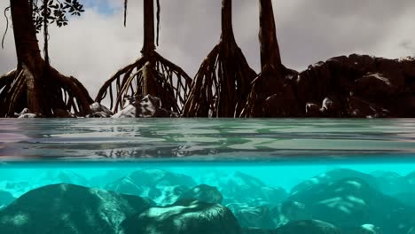 por encima y por debajo de la superficie del mar cerca de los manglares
