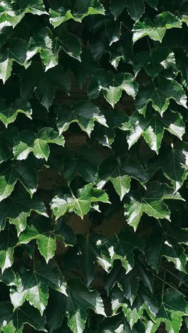 ivy covered wall