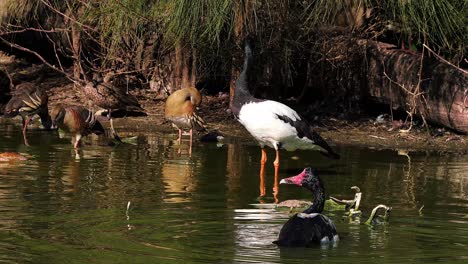 Un-Ganso-Urraca-De-Pie-En-Un-Estanque-En-Australia