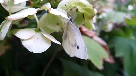 hermosa mariposa quieta colgando de una flor ondeando en el viento