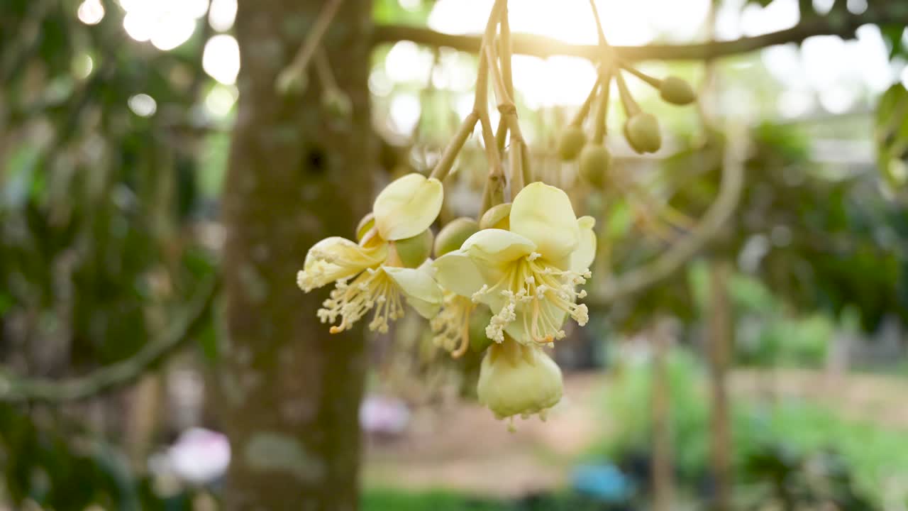 las abejas están recogiendo brotes amarillos de durian en el jardín de durian de la mañana