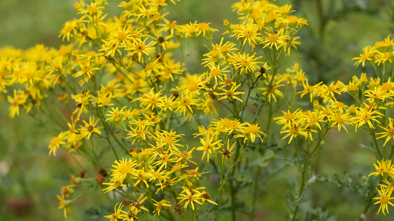 Close-up of yellow ragwort flowers gently moving in daylight, shallow depth of field, natural setting