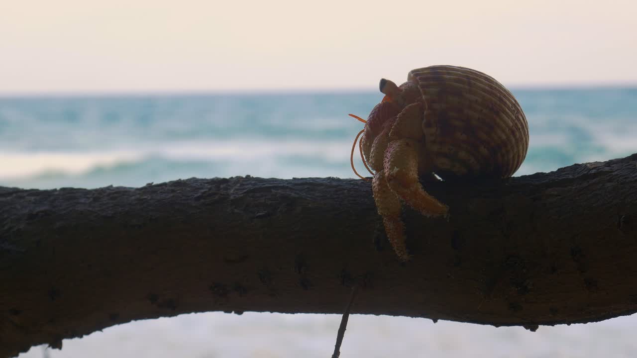 Hermit Crab walks over log on remote tropical beach