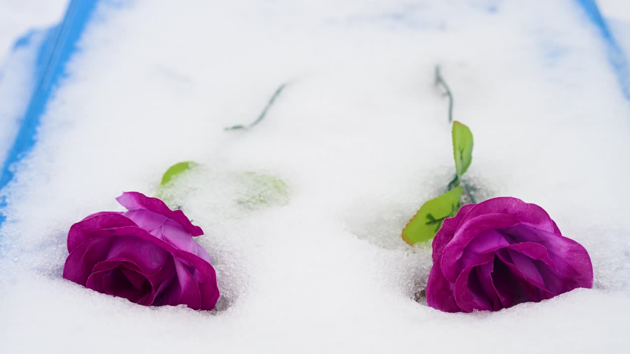 Close-up of pink roses on a snow-covered Ukrainian soldier's grave at an Irpin cemetery, near early battle sites of the ongoing Ukraine-Russia war.