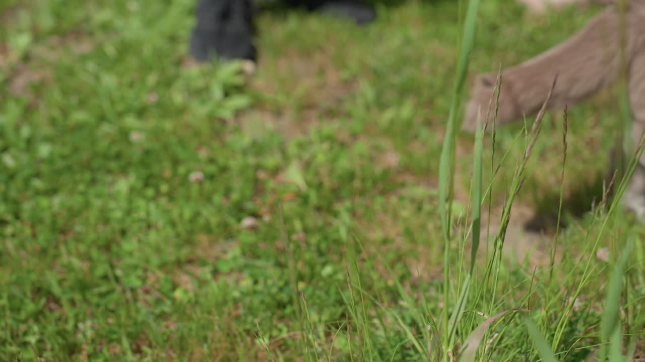 Feline Carefully Searches Lush Fields, Gray Cat Cautiously Moves Across Verdant Grass, Gray Cat Methodically Wanders Through Expansive Green Fields Amid Vibrant Grassy Surroundings