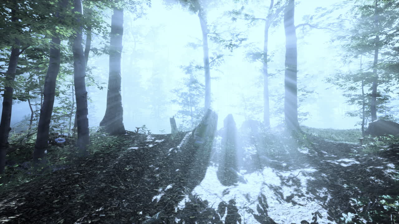 太阳在雾中的森林中升起