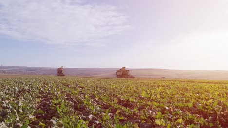 sugar beet root harvesting process, sunlight. 2 harvest machines