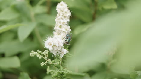 Schmeißfliege-Schmeckt-Den-Pollen-Einer-Feldblume