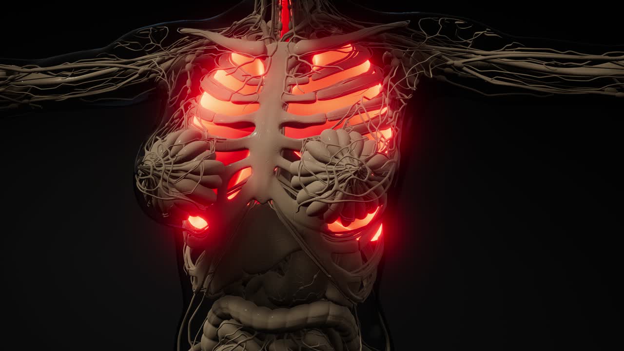 examen radiológico de los pulmones humanos