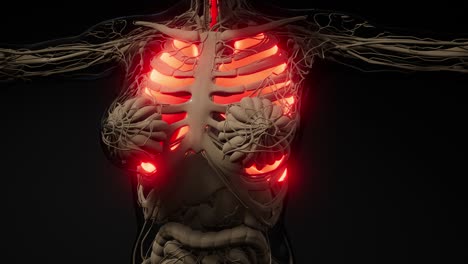 examen radiológico de los pulmones humanos