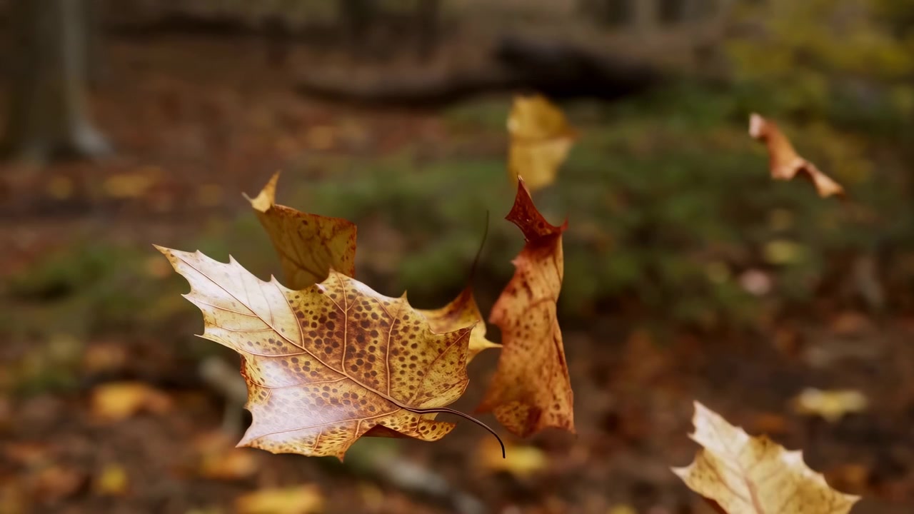 Multiple dry autumn leaves suspended in foreground show spotted surfaces, curled edges, slender stems, and rich ochre, amber, and burnt orange color within soft woodland light, with leaf, autumn