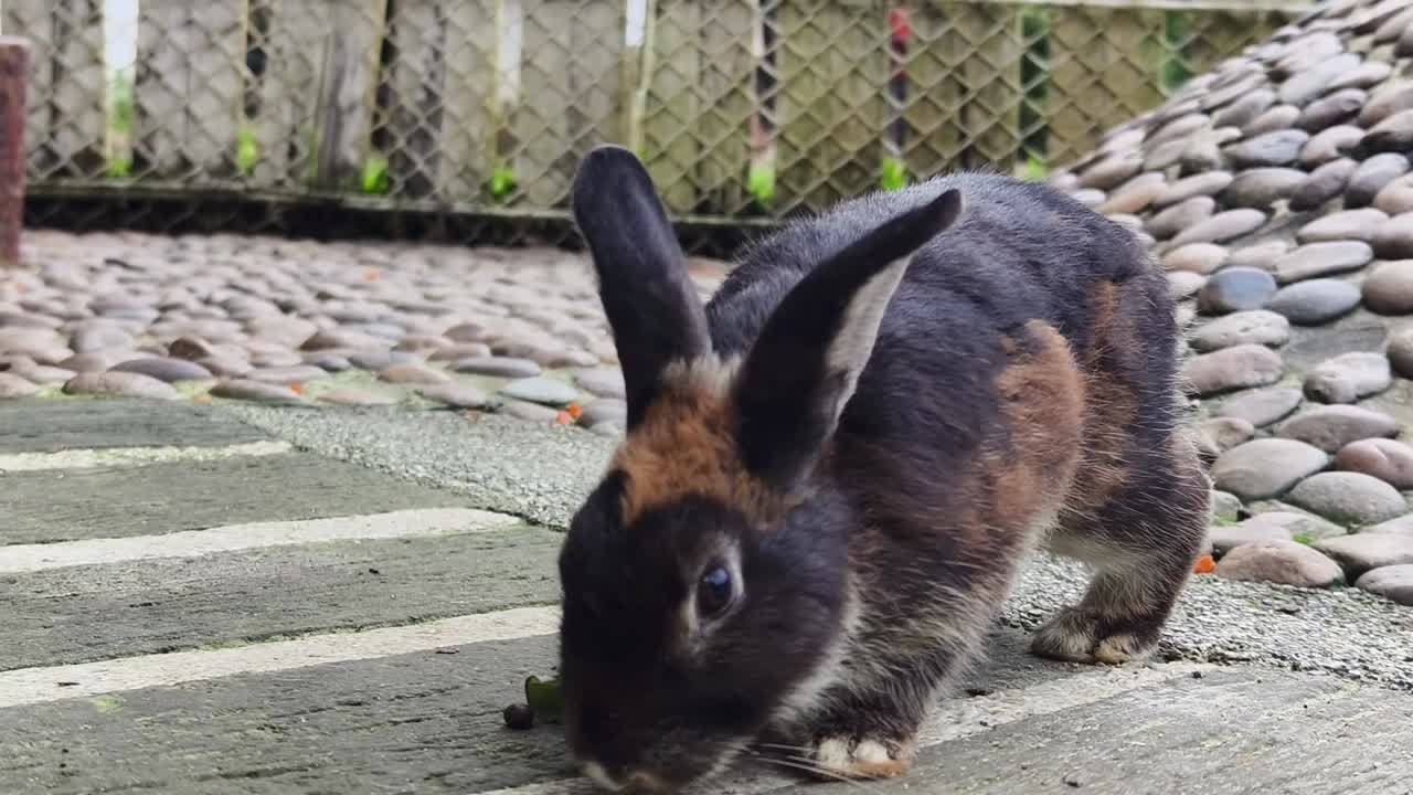 정원에서 갈색과 검은색 토끼