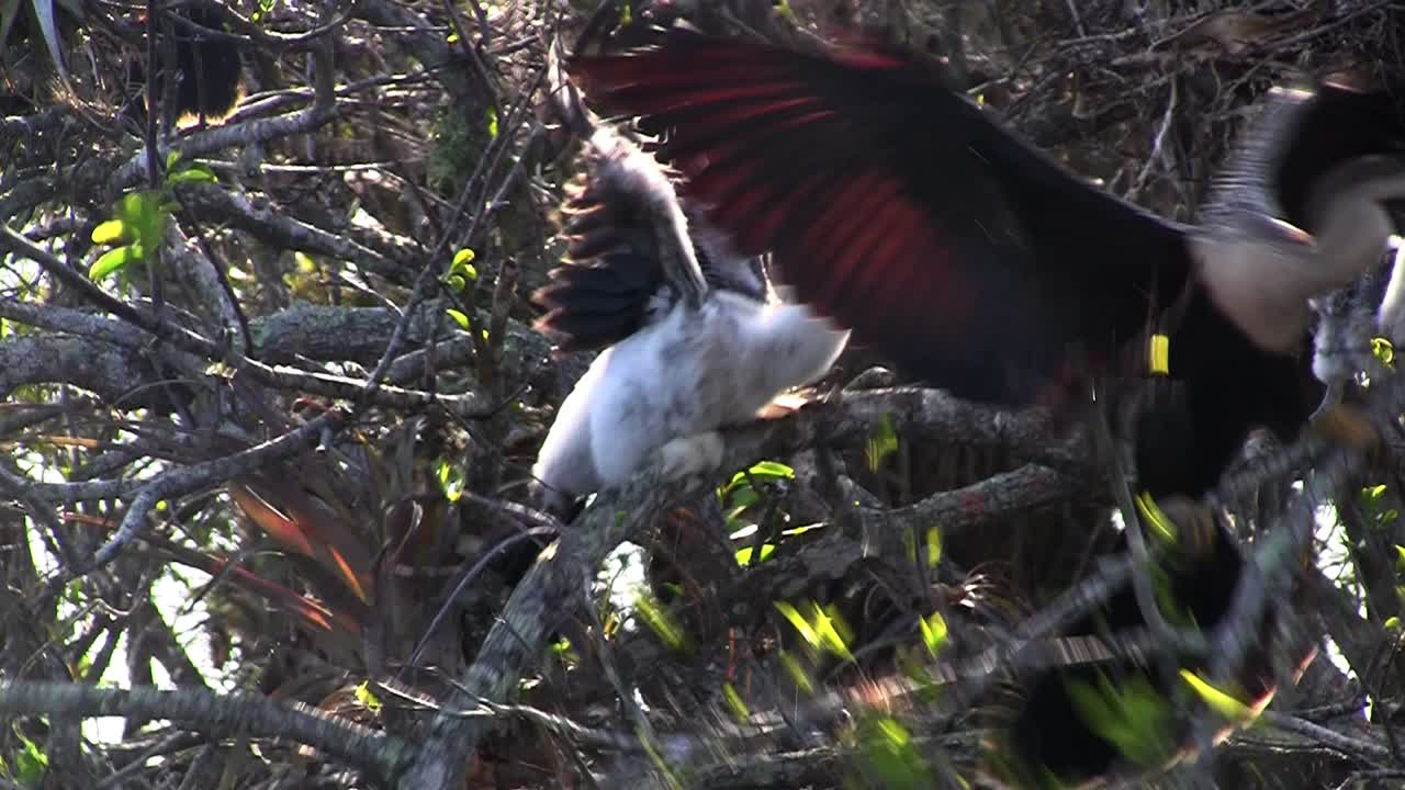 에버글레이즈에 둥지를 틀고 있는 아름다운 하얀 새들 5