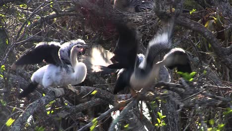 Beautiful-white-birds-nesting-in-the-Everglades-5