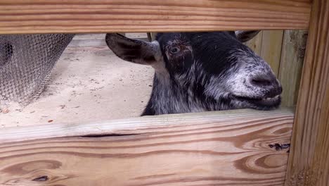 Goat-Smiles-Behind-Wooden-Fence-At-Central-Florida-Zoo