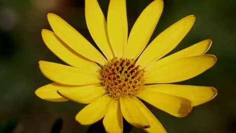 yellow garden flower. england. uk