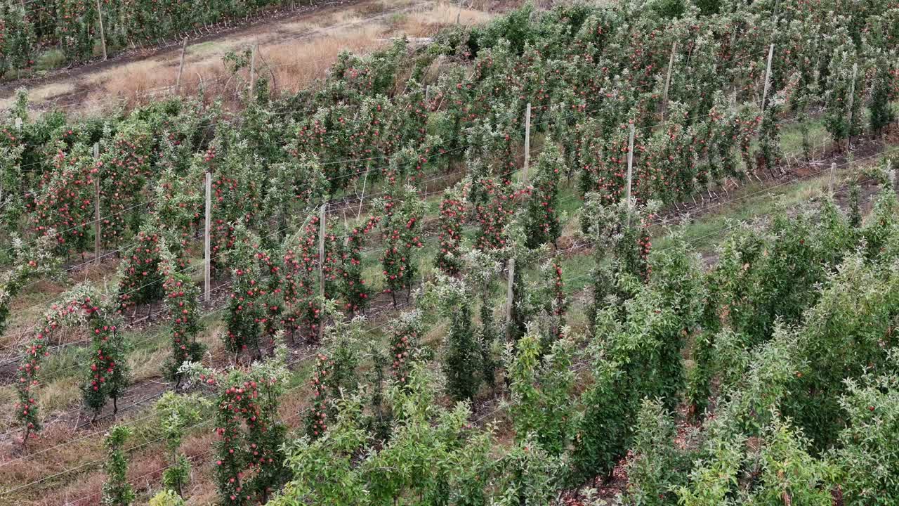 Apple Tree Landscape Over British Columbia Okanagan: A Bird's-Eye View of the Farm Rows