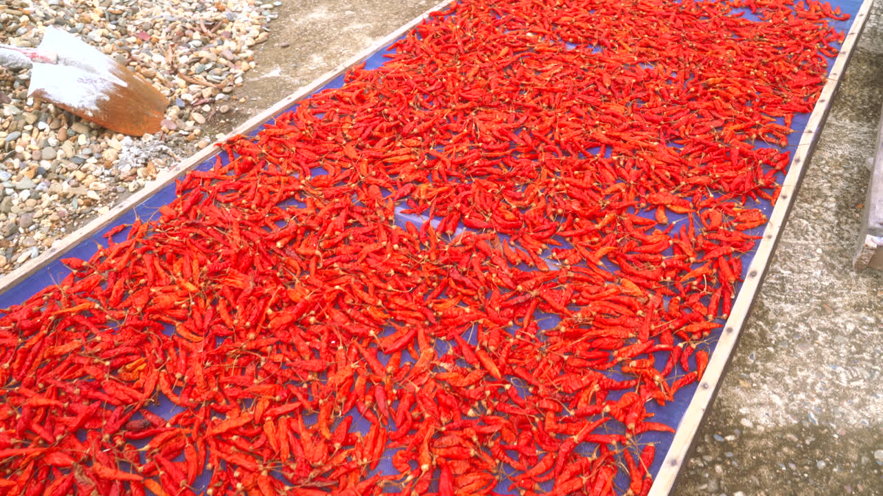 Rows of red chili peppers drying under sunlight in Southeast Asia on open outdoor table