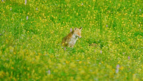 A-fox-is-standing-in-a-field-and-scratches-its-ear-at-golden-hour