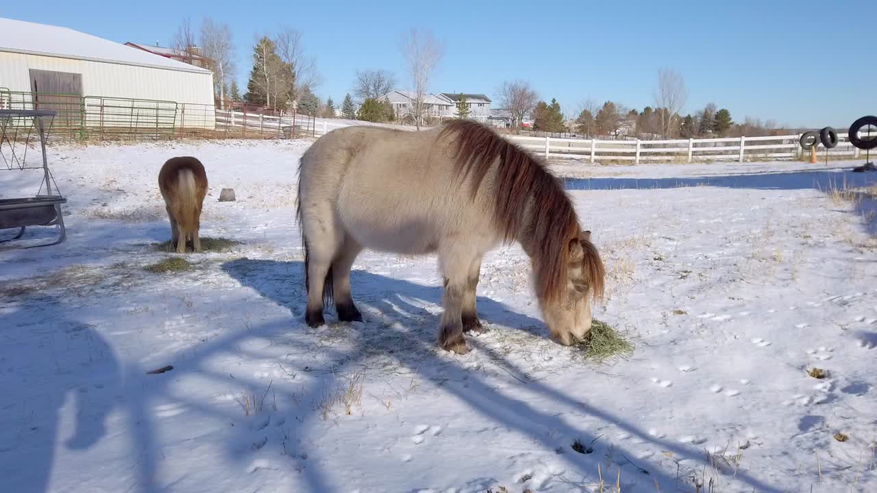 caballos en miniatura en la granja comiendo heno