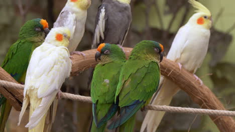 close up shot of tropical canary birds in green and white colors perched on roof in zoo