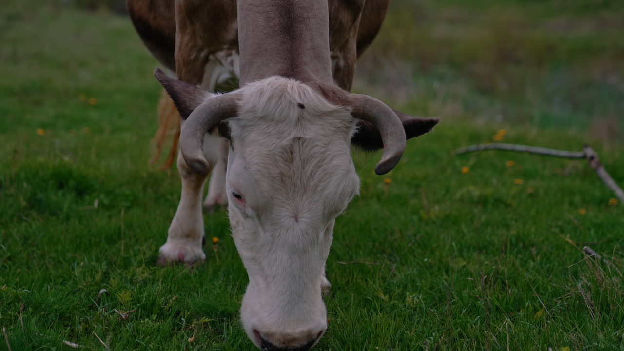 Cattle. Cow grazing on a pasture.