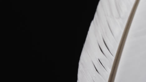 micro video of close up of feather with copy space on black background