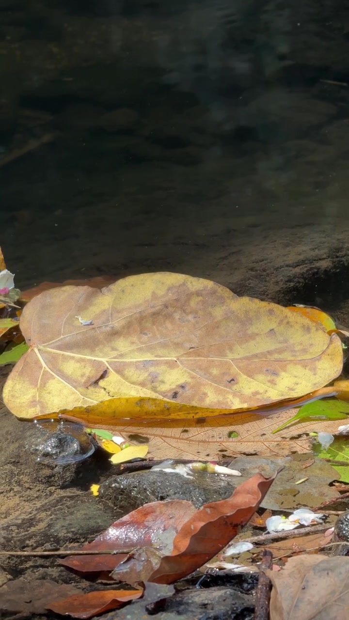 Yellow Autumn Leaf Floating on Calm Stream Water