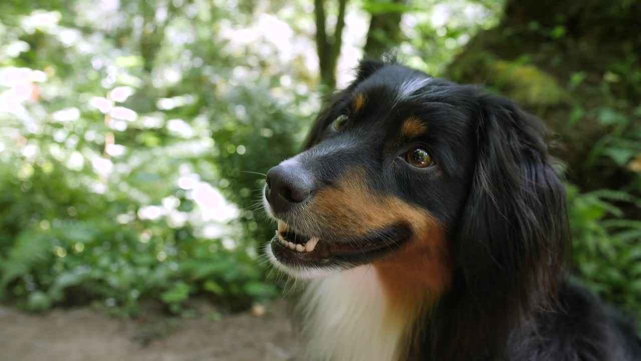 하이킹 코스에서 웃고 있는 작은 호주 셰퍼드의 얼굴을 타이트 샷