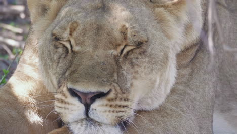 lioness resting under the shade of a tree in okavango delta, botswana - closeup shot