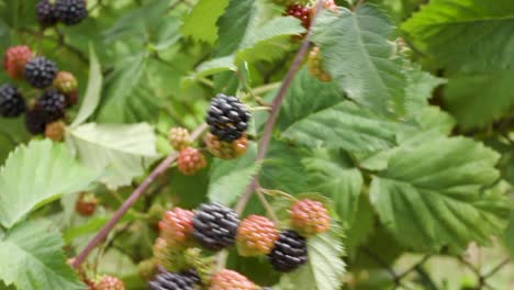 Brombeerstrauch-Mit-Reifen-Und-Unreifen-Früchten-Im-Garten,-Schwenkaufnahme