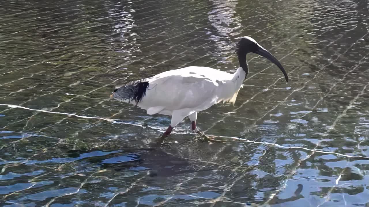 An ibis foraging at the shallow pool on the roof of the Cook and Phillip Park Aquatic and Fitness Centre, in Sydney, Australia. This place is an attractive feature in front of St. Mary's Cathedral