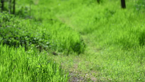 Pequeño-Camino-Soleado-Y-Fondo-Abstracto-De-Hierba-Y-Flores-De-Primavera