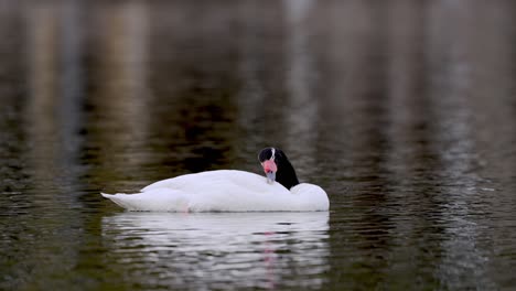 Un-Solo-Cisne-De-Cuello-Negro-Nadando-En-Aguas-Tranquilas-Del-Lago,-Rascándose-El-Cuerpo