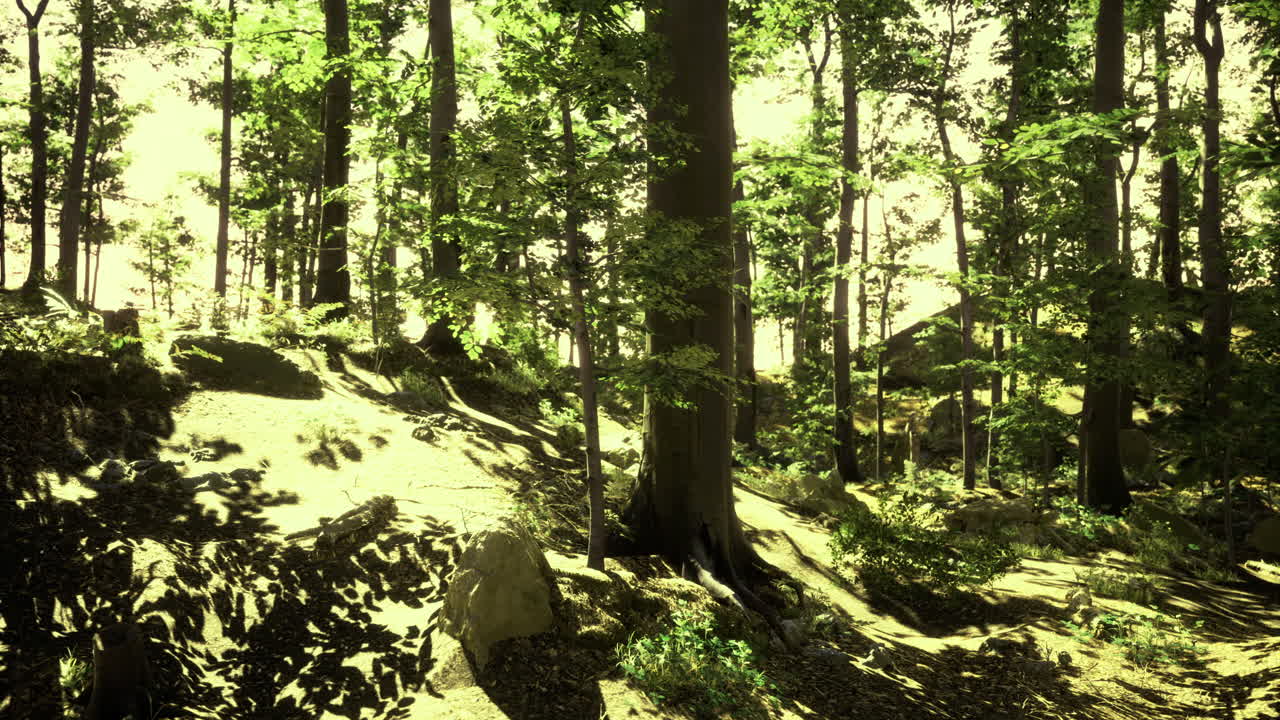Sunlight filters through trees in a serene forest landscape in early morning