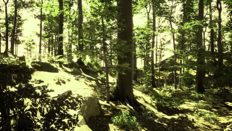sunlight filters through trees in a serene forest landscape in early morning