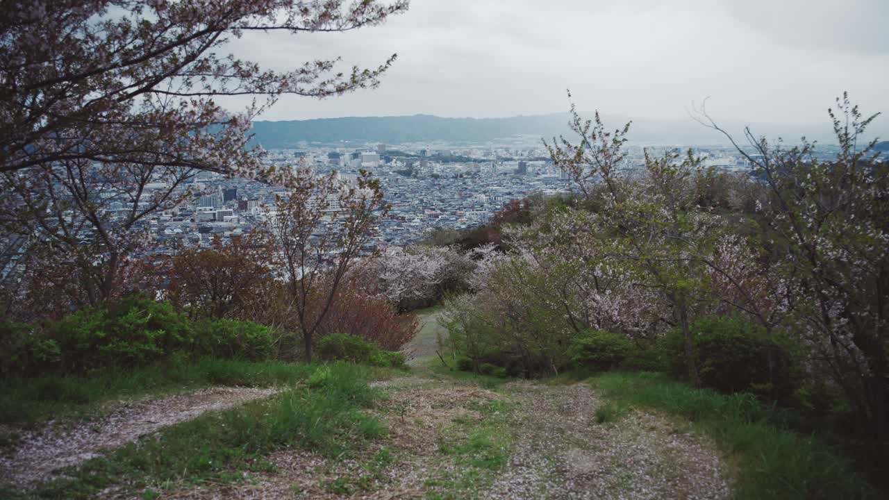 camino que conduce a una vista del paisaje urbano a través de árboles en flor en saikazaki, japón