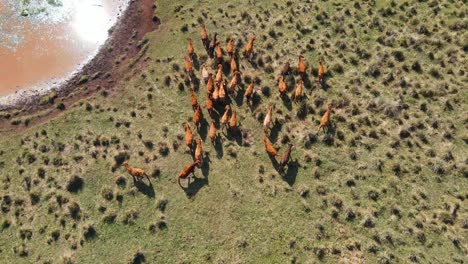 top-down view of cattle in a livestock field