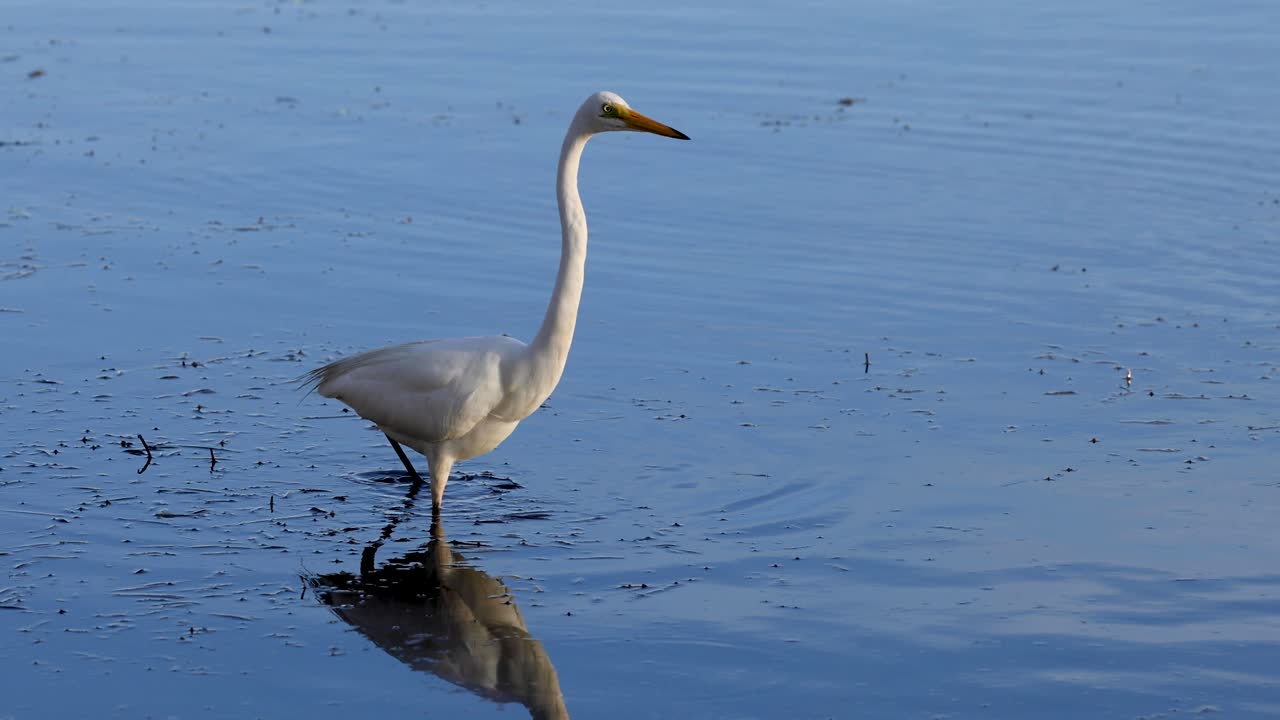 독수리 는 준비 하고, 이륙 하고, 평온 한 물 위 를 날아다닙니다
