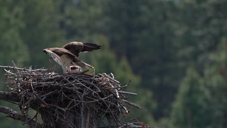 osprey brings a branch to the nest