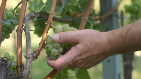 Hand-cutting-of-wine-grapes