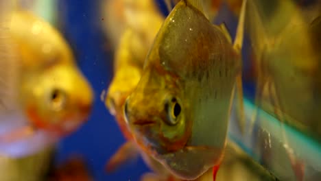 silver dollar fish being yellow from artificial light in aquarium, close up