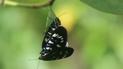 black butterfly partnered with perched on a branch in the backyard