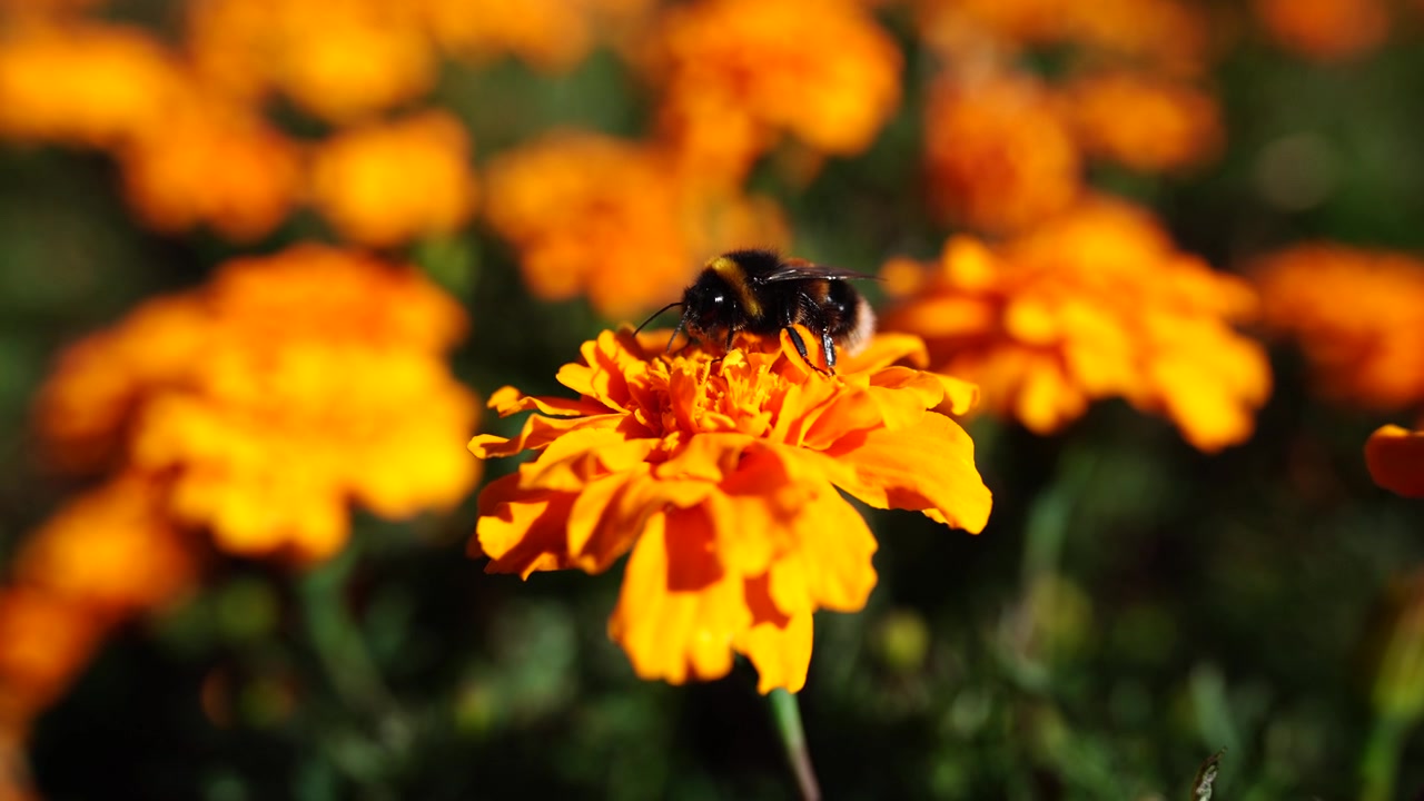 Zoom ravvicinato a mano di un'ape che raccoglie polline su vivaci fiori di calendula, impollinazione e bellezza naturale