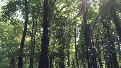 Sonnenlicht-Durch-Die-Hohen-üppigen-Bäume-Im-Wald-Im-Sommer---Dolly-Shot